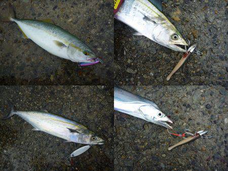 午後から武庫川一文字へ　ジグに小型回遊魚が…