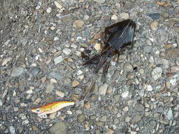 朝一の風が弱い時に連発HIT！佐野漁港エギ…