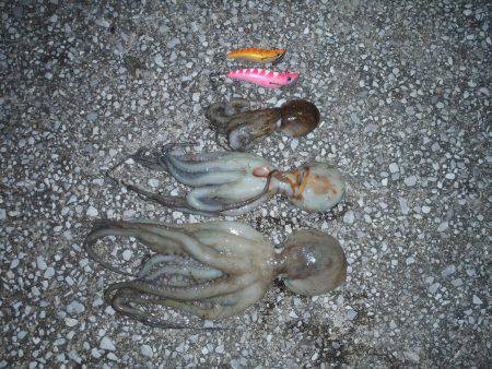 貝塚　タコエギ釣行で3バイゲット