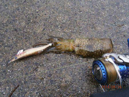 獅子　雨の中の新子調査でリリース含む13バ…