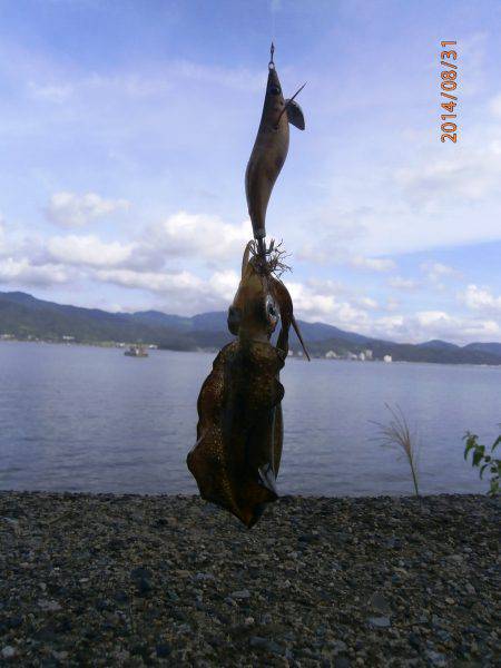 島陰周辺でエギング　新子のアオリイカ釣果