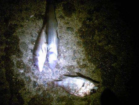 妻鹿にて投げ釣りでキス・小ダイ