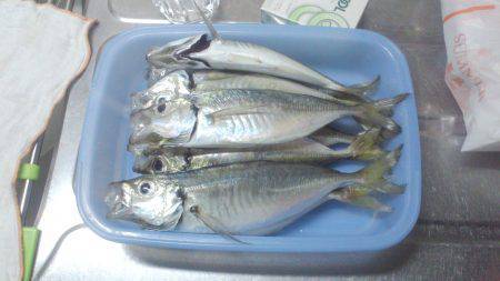 谷川漁港　強風の中のアジングで22cm前後…