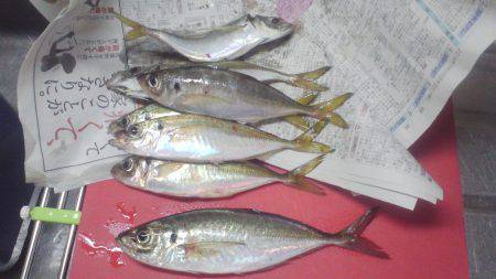 谷川漁港　20cm位の小鯵がポツポツ釣れま…