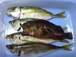 深日港〜谷川・小島周辺海岸を遠投オンリーでアジング