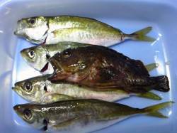 深日港〜谷川・小島周辺海岸を遠投オンリーで…