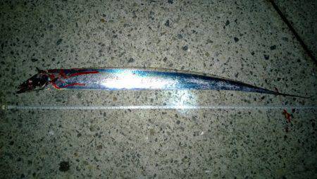 アジュール舞子でタチウオ狙い〜キビナゴをエ…