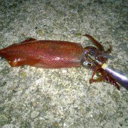 アジュール舞子にケンサキイカが姿を見せてく…