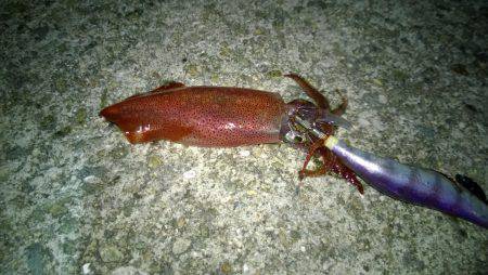 アジュール舞子にケンサキイカが姿を見せてく…