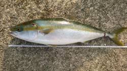 初飲ませ成功！アジール舞子で75cmの青物…