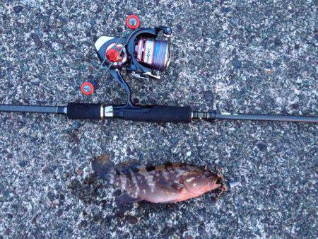 音海学校裏　ルアーでアコウ・ガシラなどの釣…