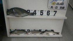 白浜富田河口でフカセ釣り　グレ42cmとセイゴの釣果