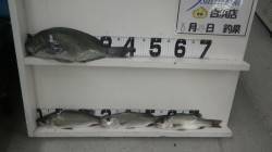 白浜富田河口でフカセ釣り　グレ42cmとセ…