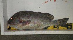 田辺・元島にて夜釣りでコロダイ50cm