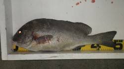 田辺・元島にて夜釣りでコロダイ50cm