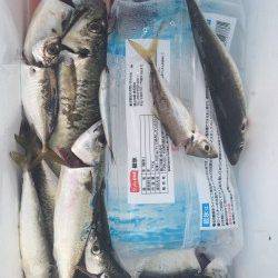 武庫川一文字でアジ・サバ　早朝は投げるたびにアタリあり