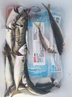 武庫川一文字でアジ・サバ　早朝は投げるたびにアタリあり