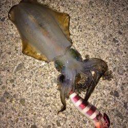 サザンビーチでエギング　水平のシャクリで新子アオリイカGET