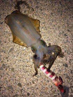 サザンビーチでエギング　水平のシャクリで新子アオリイカGET