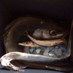 煙樹ヶ浜でライトショアジギング、夕方タチウオの群れが♪