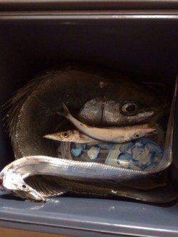 煙樹ヶ浜でライトショアジギング、夕方タチウオの群れが♪