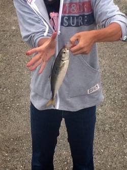 武庫川一文字でアジ・サバ　早朝は投げるたび…