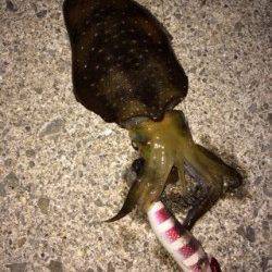 サザンビーチでエギング　水平のシャクリで新子アオリイカGET