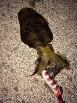 サザンビーチでエギング　水平のシャクリで新…