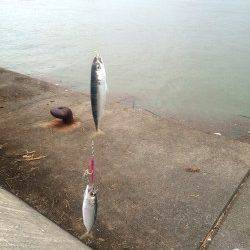 武庫川一文字でアジ・サバ　早朝は投げるたびにアタリあり