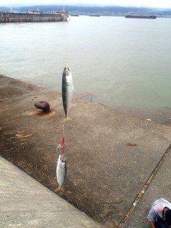 武庫川一文字でアジ・サバ　早朝は投げるたびにアタリあり