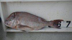 串本のカセ 胴突き仕掛けのオキアミで良型マダイ