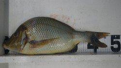 印南の波止にて小アジの泳がせ釣りでタマミの釣果