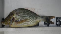 印南の波止にて小アジの泳がせ釣りでタマミの…