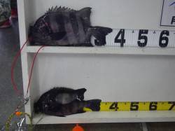 みなべ鹿島にて石鯛！エサはウニ