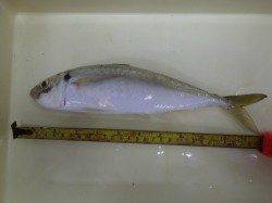 アジ29.5cm★芳養（はや）堤防オキアミフカセにヒット