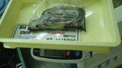 串本・大島エギング　パープル下地のエギでアオリイカ2杯