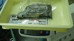 串本・大島エギング　パープル下地のエギでア…