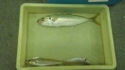 新芳養（はや）堤防にてサビキ釣り　アジ27cmとキスの釣果