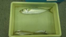 新芳養（はや）堤防にてサビキ釣り　アジ27…