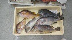 見老津の夜釣りでタルミ・コロダイ・グレ・イサギ