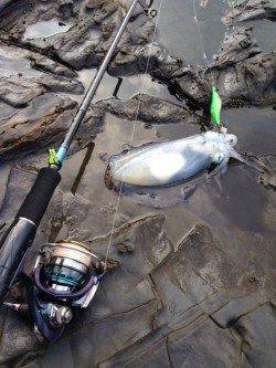 この時期嬉しい860gのアオリイカ！　田原周辺地磯での釣果