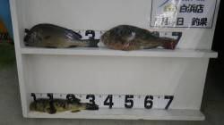 串本田子　ズボ釣りで30cmオーバーのコロ…