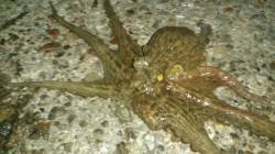 本荘人工島 タコテンヤで美味しいサイズをG…