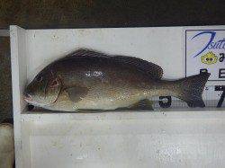 白浜町見草堤防にてボイルのフカセ釣りでコロダイ