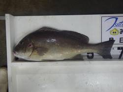 白浜町見草堤防にてボイルのフカセ釣りでコロ…