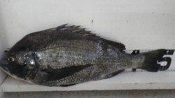 串本のカセで良型マダイ・チヌなどの釣果