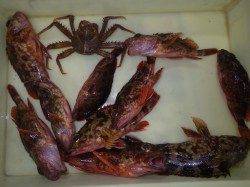 みなべ堺漁港にてズボ釣りでガシラ・カニ