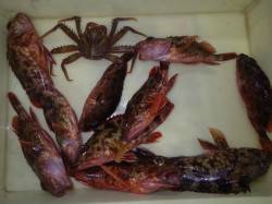 みなべ堺漁港にてズボ釣りでガシラ・カニ