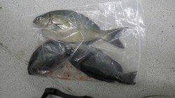 すさみ　フカセでグレ・イサギなどの釣果