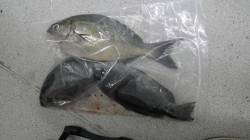 すさみ　フカセでグレ・イサギなどの釣果